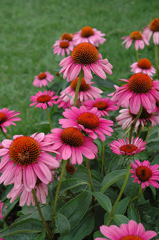Cone Flower &#39;Echinacea Ruby Star&#39; 1 gal