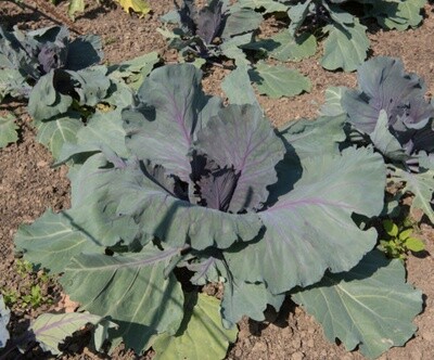 Cabbage &#39;Red&#39; 4&quot;