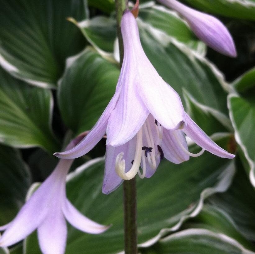 Hosta &#39;ALBO MARGINATA&#39; - 1GAL Med.