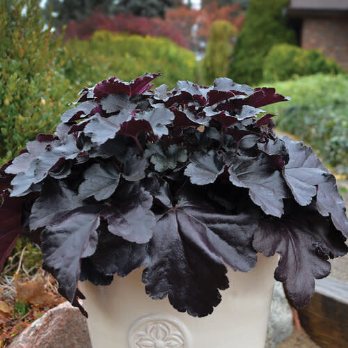 Coral Bells &#39;Heuchera Dolce Black Pearl&#39; 1 gal