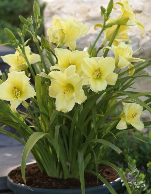 Daylily - Hemerocallis &#39;fragrant returns&#39; - 1 gal
