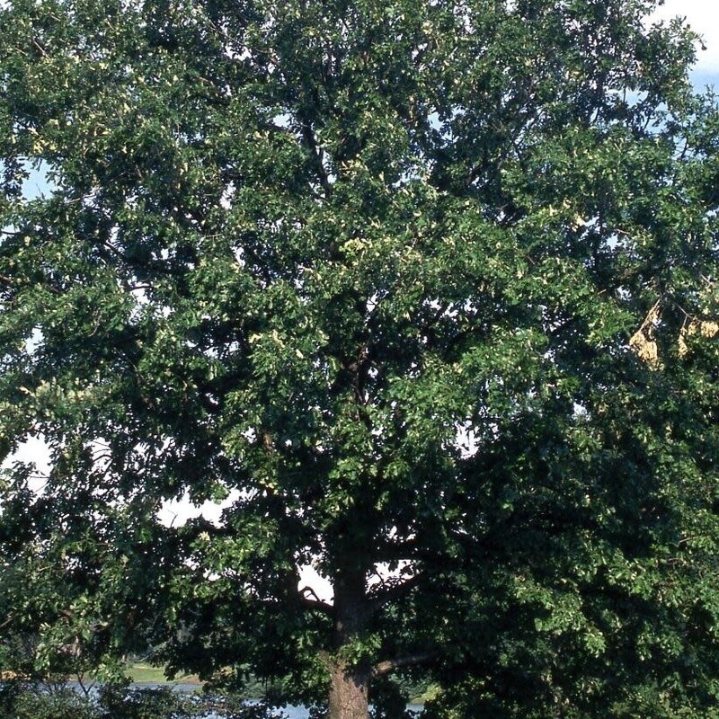 Quercus macrocarpa &#39;Burr Oak&#39; 8&#39; potted