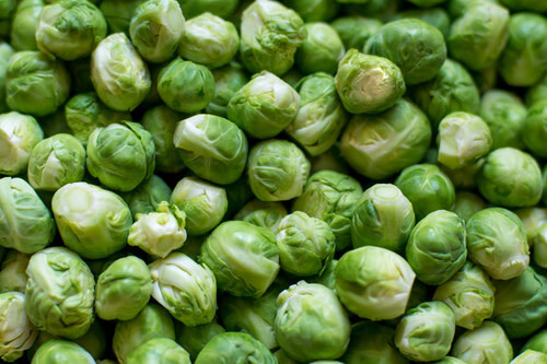 Brussel Sprouts 'Long Island' 4 cell