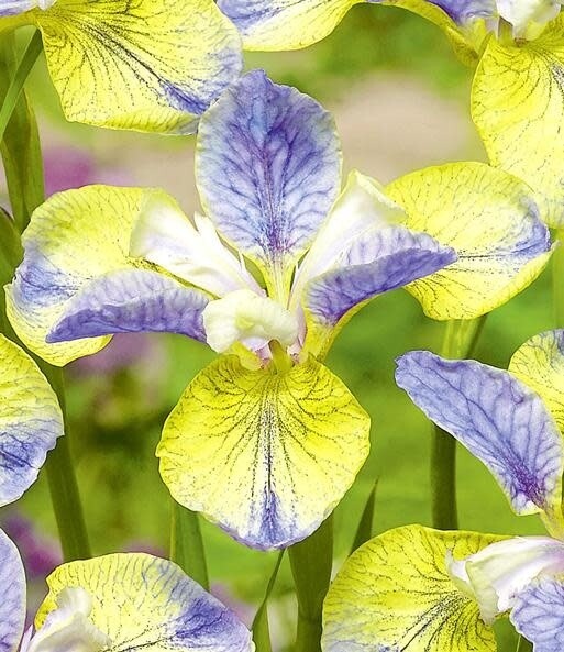 Iris Siberian - 'Tipped in Blue' - 1 gal