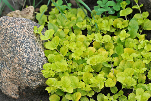 Lysimachia 'Goldi' Creeping Jenny 1 qt