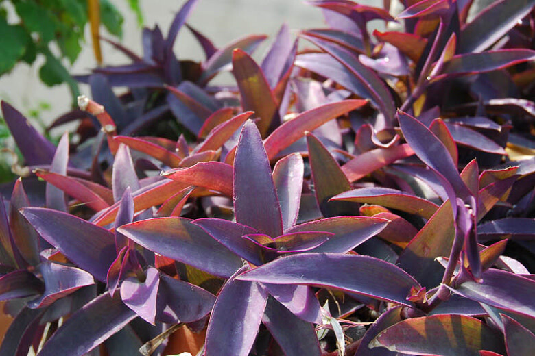 Tradescantia 'Purple Heart' 4"
