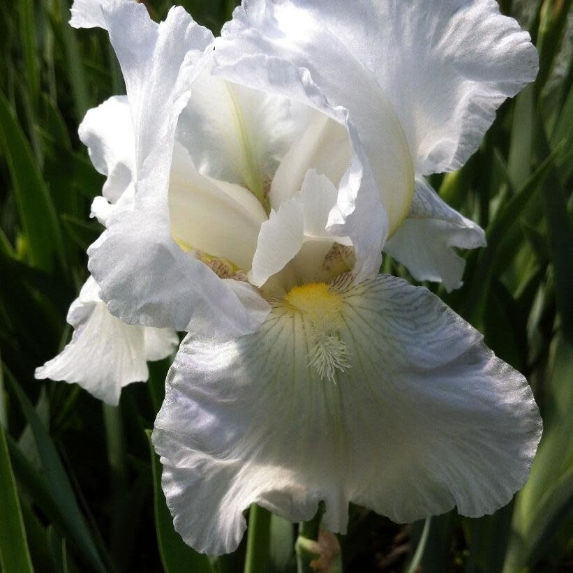 Iris Germanica 'Immortality' 1 gal