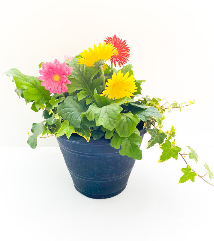 Gerbera/Ivy Planter 12"