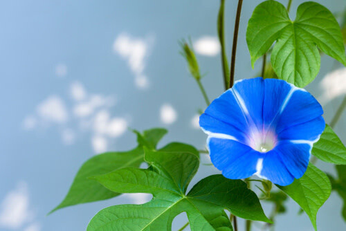 Morning Glory - Heavenly Blue 4"