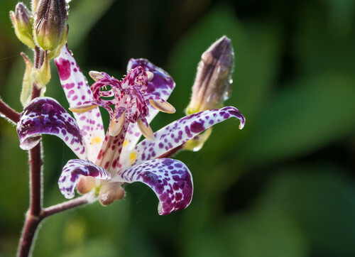 Toad Lily - Tricyrtis Miyazaki 1 GAL