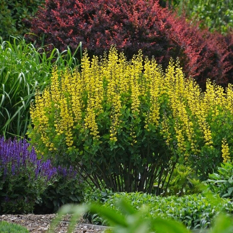 False Indigo &#39;Baptisia Lemon Meringue&#39; - 2 gal