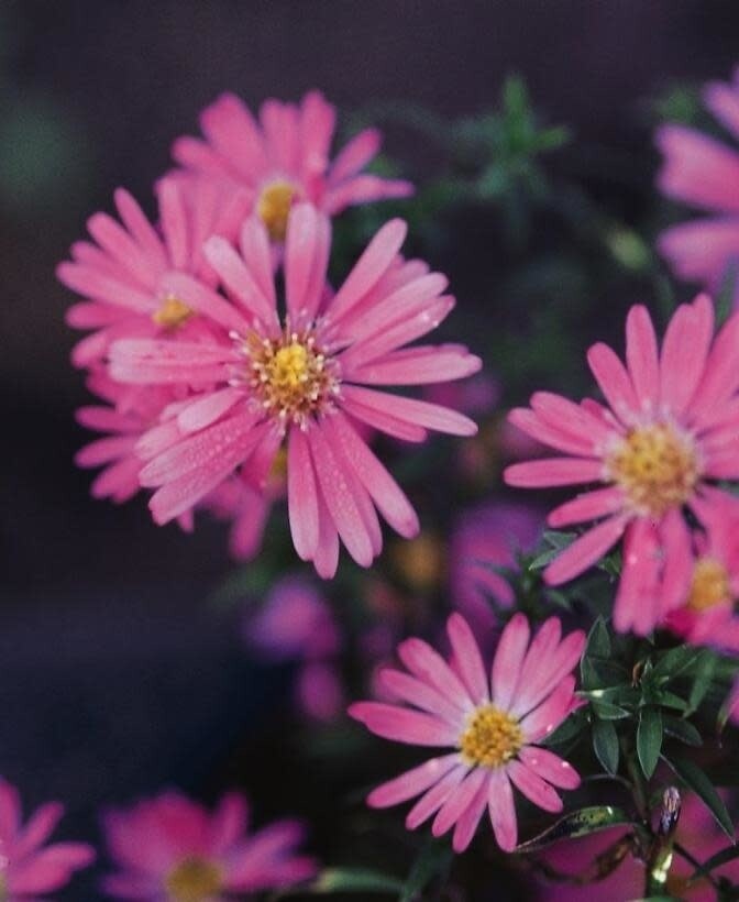 Perennial Aster 'Wood's Pink' - 1 gal