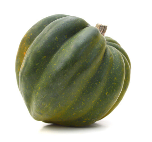 Squash Acorn 4"