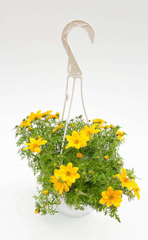 7" HB Bidens Compact Yellow