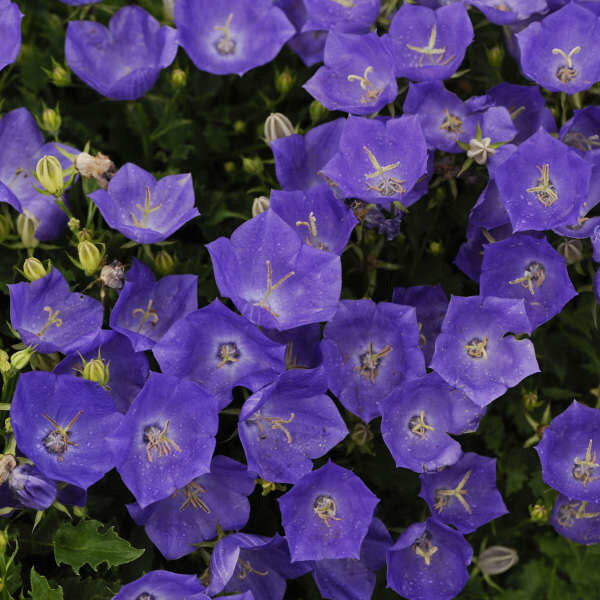 Bell Flower &#39;Pearl Deep Blue&#39;  1GAL