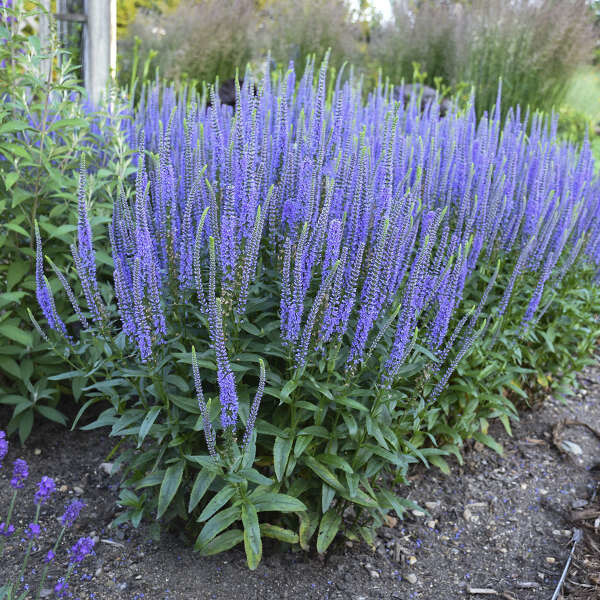 Speedwell &#39;Veronica Blue Skywalker&#39; 2 GAL