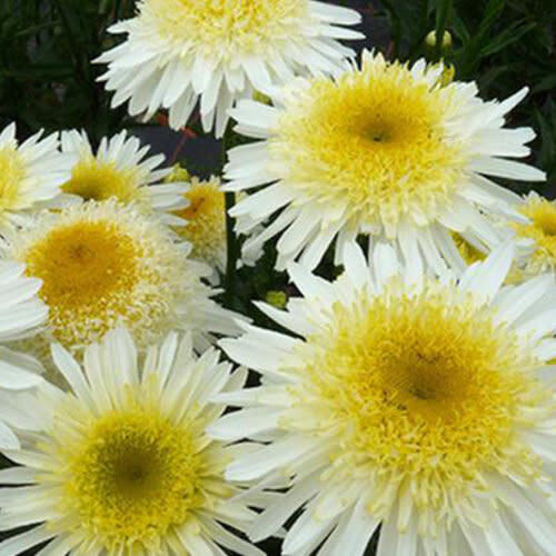 Shasta Daisy &#39;Leucanthemum Freak&#39; 1 gal