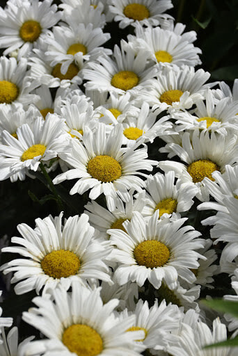 Shasta Daisy &#39;Leucanthemum Daisy May&#39; - 8&quot; PW