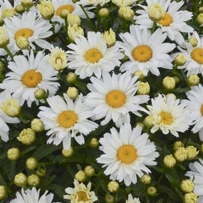 Shasta Daisy 'Leucanthemum Cream Puff' - 1 gal