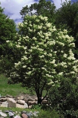 Lilac &#39;Ivory Silk&#39; 7-8&#39; Potted