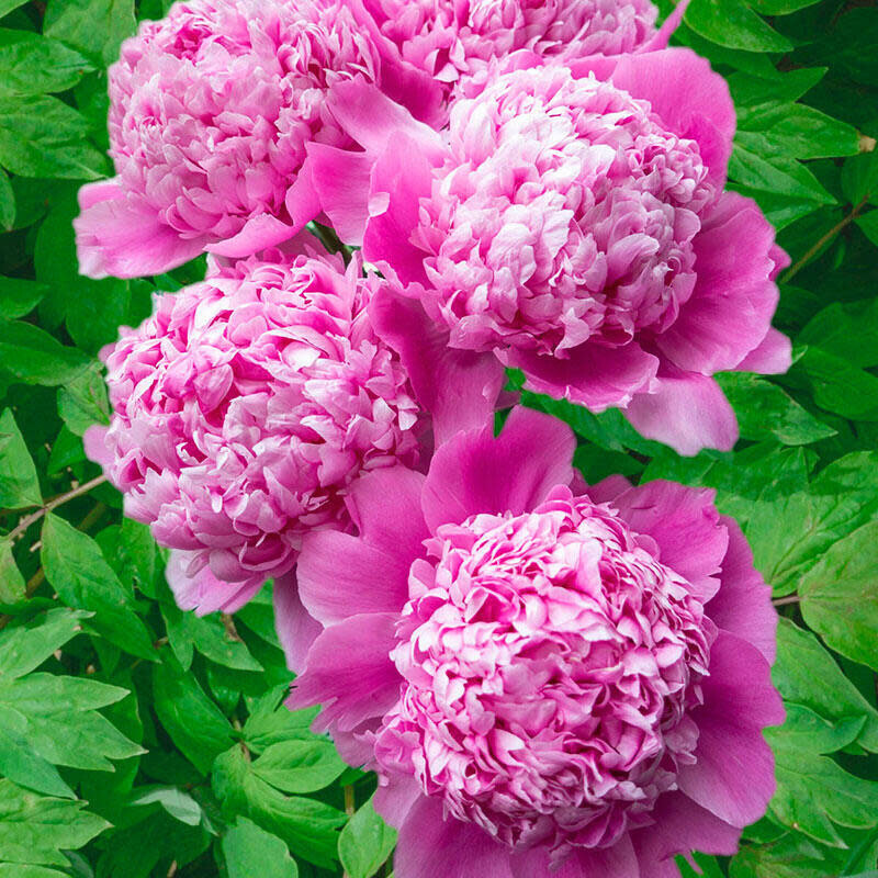 Peony 'Monsieur Jules Elie' 2 gal