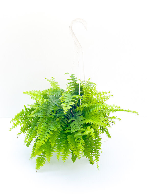 Boston Fern 7" HB