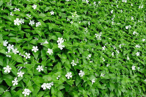 Vinca Vine 'Titan Pure White' - 4"