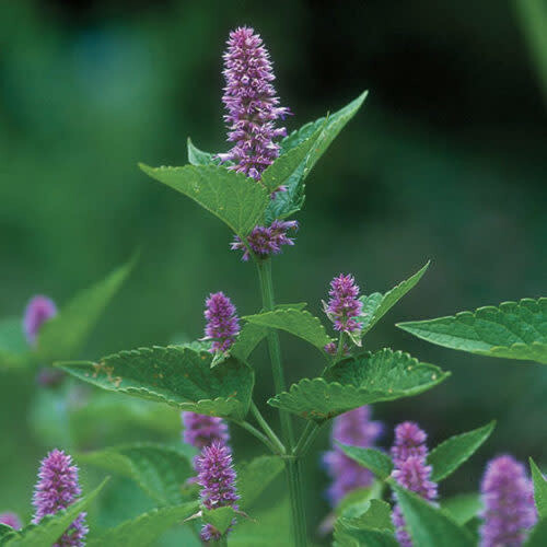 Anise hyssop 'Agastache foeniculum' 1 gal