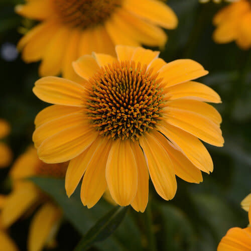 Cone Flower &#39;Echinacea Sombrero Granada Gold&#39; 1 gal