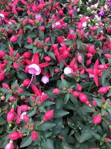 7&quot; HB Fuchsia Plant