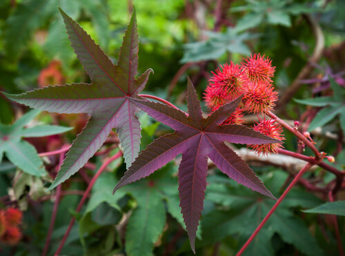 Castor Bean 6&quot;
