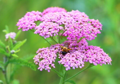 Yarrow &#39;Pink Grapefruit&#39; 1 gal