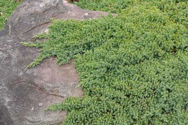 Juniper &#39;Nana Dwarf Japanese Garden&#39; 3 gal