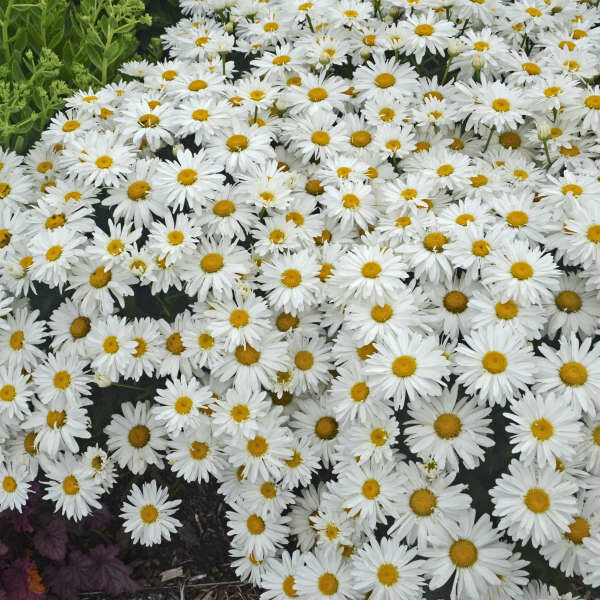 Shasta Daisy &#39;Leucanthemum Whoops-a-Daisy&#39; 1 gal
