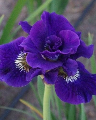 Iris Siberian 'Kaboom' 1 gal