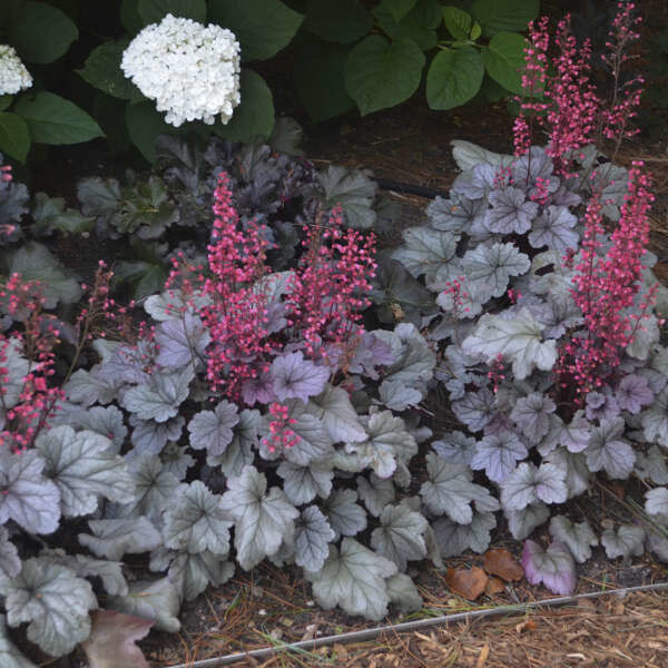 Coral Bells 'Heuchera Silver Gumdrop' 8" PW