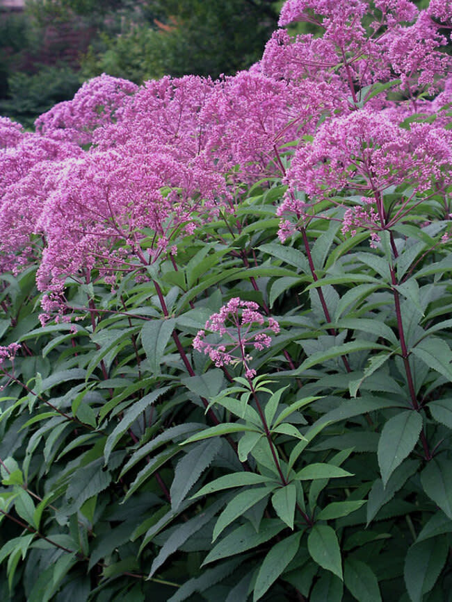 Joe Pye Weed &#39;Gateway&#39; 1 gal
