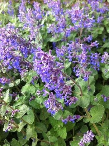 Catmint &#39;Nepeta Walker&#39;s Low&#39; 4&quot;