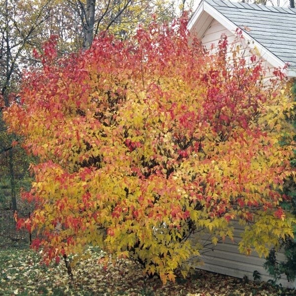 Amur Maple &#39;Flame&#39; Clump 2&#39;