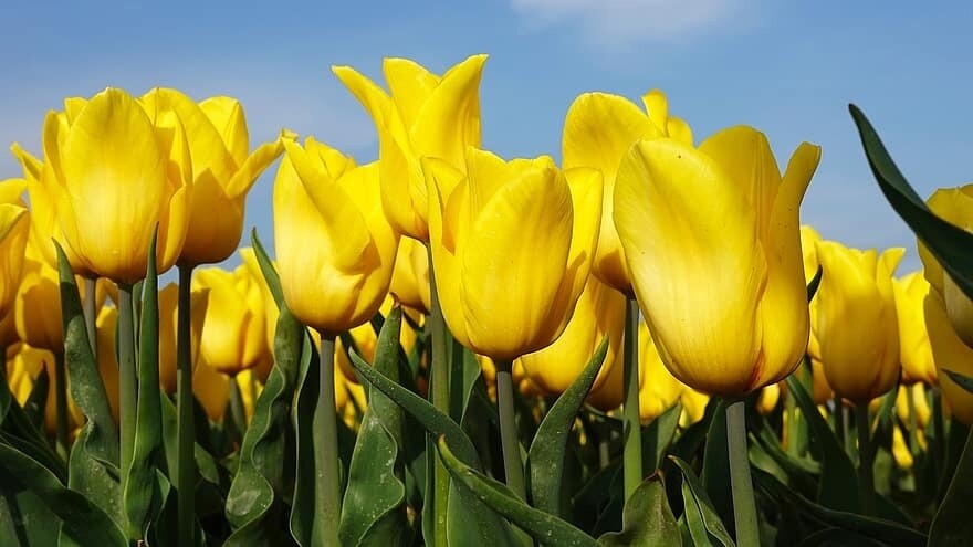 Tulip (bulb pkg) Landscape Yellow 12+ (20/pkg)