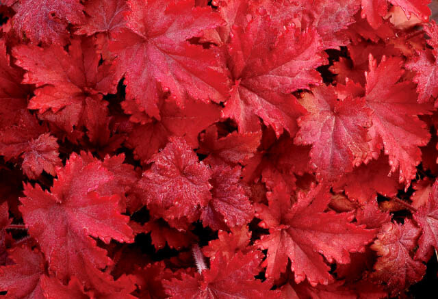 Coral Bells &#39;Heuchera Fire Chief&#39; 1 gal
