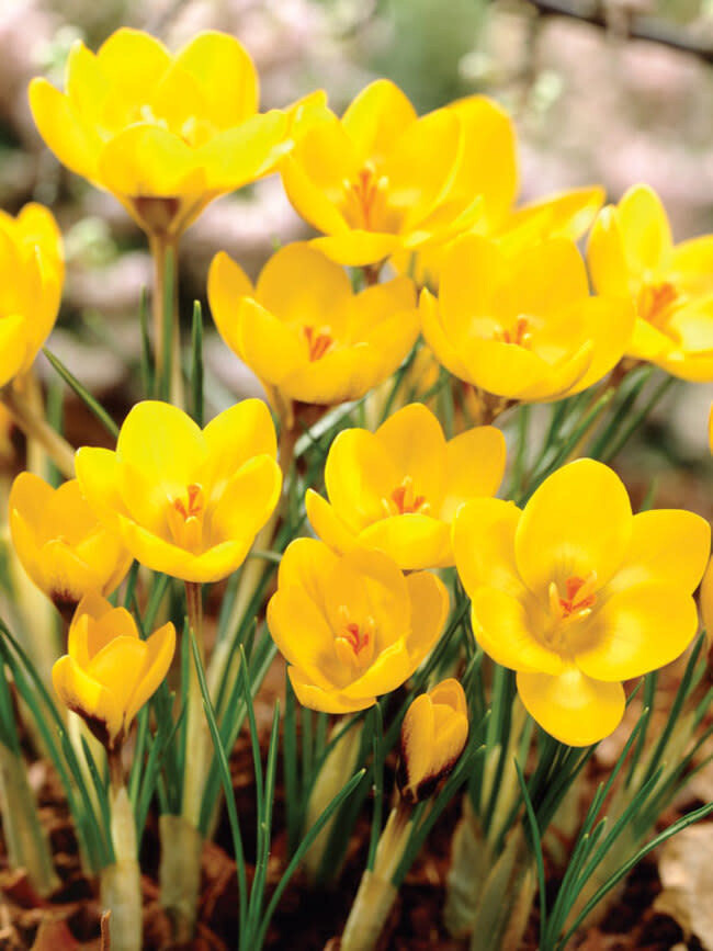 Crocus (bulb pkg) Yellow Mammoth (10/pkg)