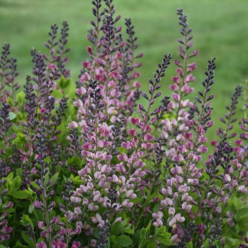False Indigo &#39;Baptisia Pink Truffles&#39; PW - 2 gal