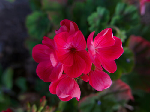 Geranium - 4&quot; Shocking Pink
