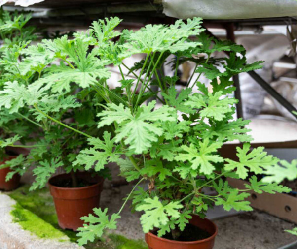 Citronella Plant 1 gal