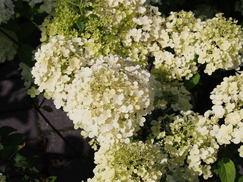 Hydrangea 'Bobo' 8" PW