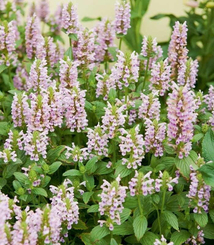 Catmint &#39;Nepeta Whispurr Pink&#39; 1 gal