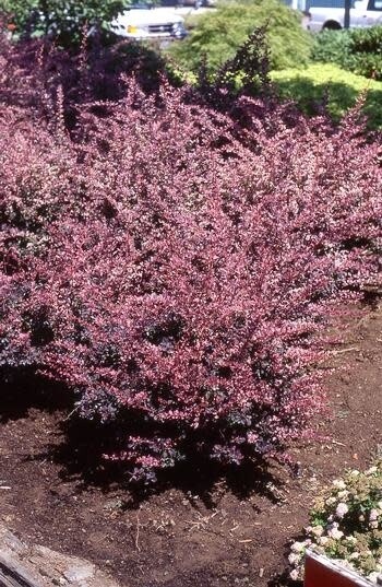 Barberry &#39;Rose Glow&#39; 5 gal