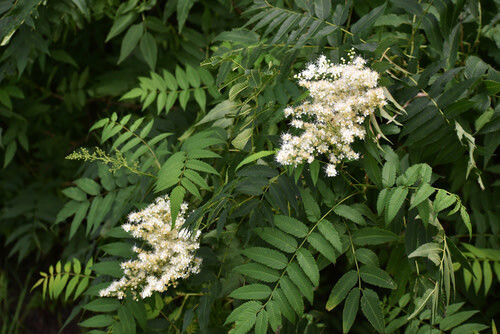 False Spirea 'Sorbaria sorbifolia' 2 gal