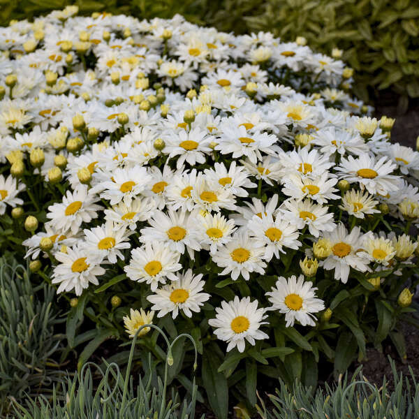 Shasta Daisy &#39;Leucanthemum Spoonful of Sugar&#39; - 1 gal